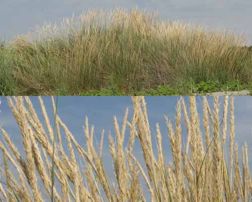 Flora delle dune